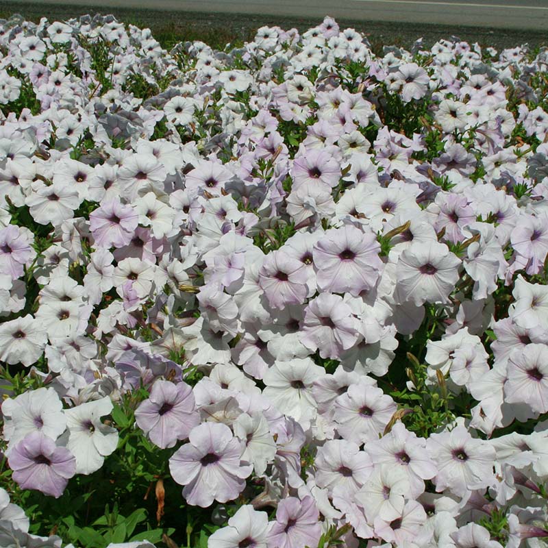 Petunia Easy Wave Silver F1 Seed