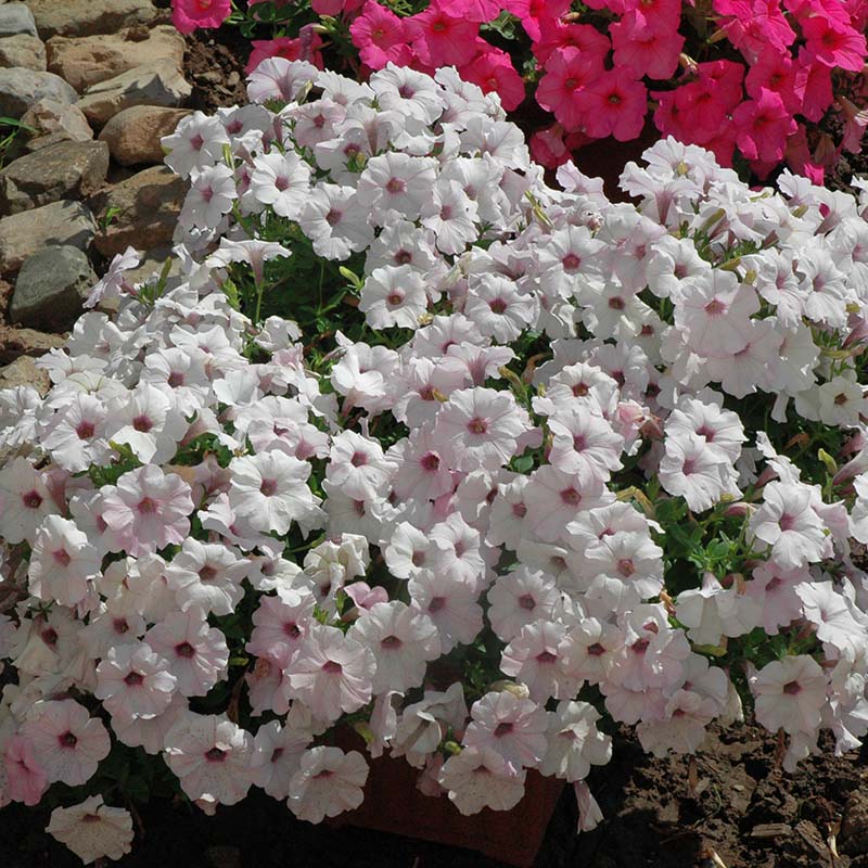 Petunia Easy Wave Silver F1 Seed