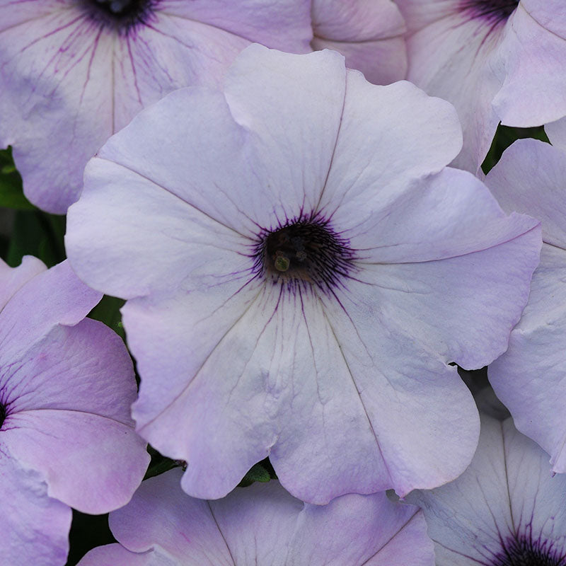 Petunia Easy Wave Silver F1 Seed