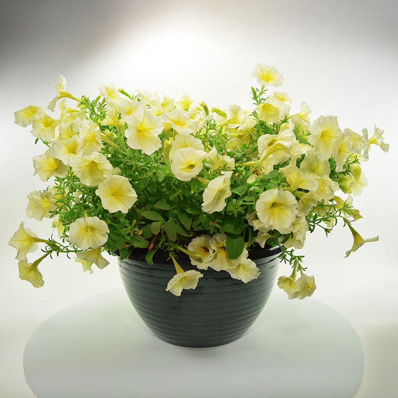 Petunia Easy Wave Yellow F1 Seed