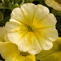 Petunia Easy Wave Yellow F1 Seed