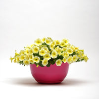 Petunia Easy Wave Yellow F1 Seed