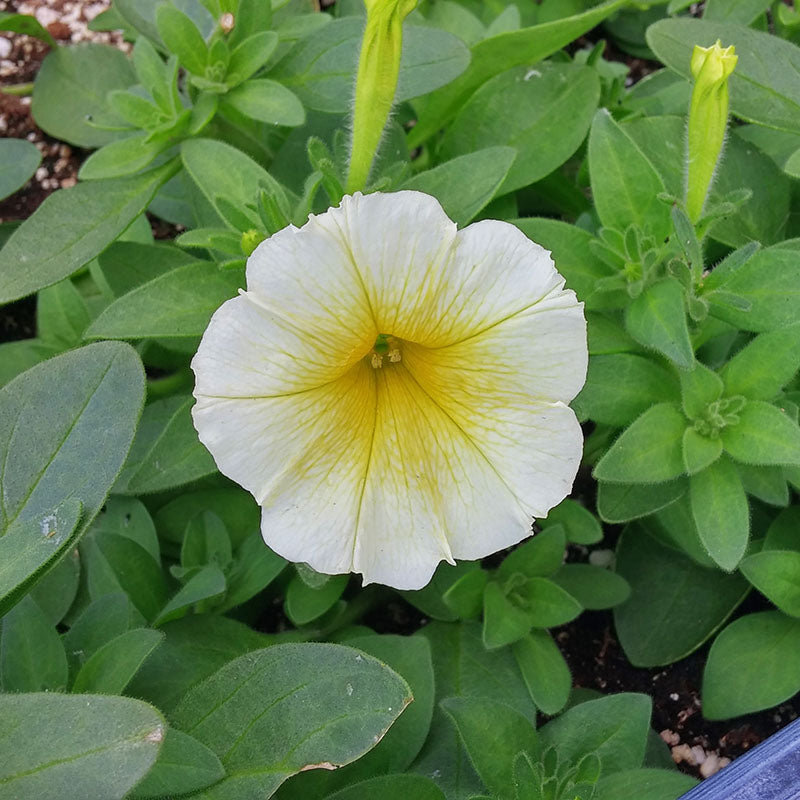 Petunia Easy Wave Yellow F1 Seed