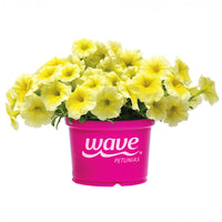 Petunia Easy Wave Yellow F1 Seed