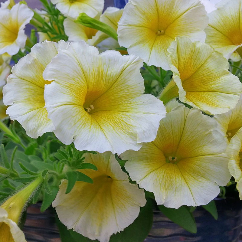 Petunia Easy Wave Yellow F1 Seed