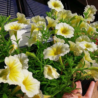 Petunia Easy Wave Yellow F1 Seed