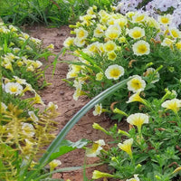 Petunia Easy Wave Yellow F1 Seed