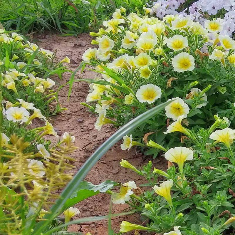 Petunia Easy Wave Yellow F1 Seed