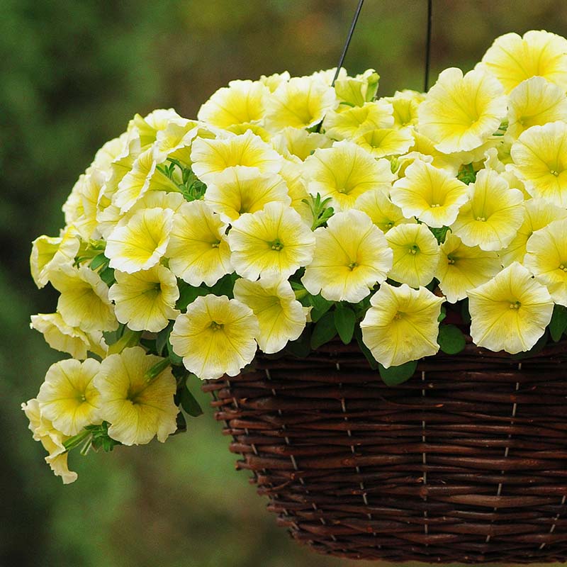 Petunia Easy Wave Yellow F1 Seed