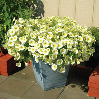 Petunia Easy Wave Yellow F1 Seed