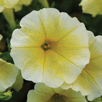 Petunia Easy Wave Yellow F1 Seed