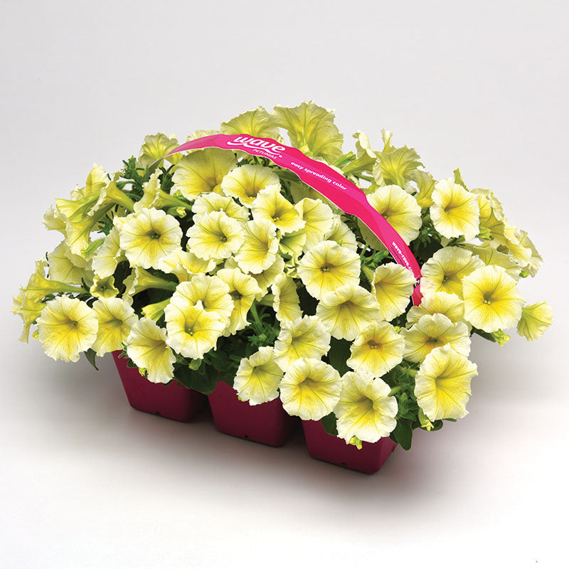 Petunia Easy Wave Yellow F1 Seed