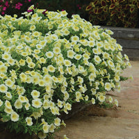 Petunia Easy Wave Yellow F1 Seed