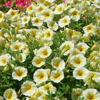 Petunia Easy Wave Yellow F1 Seed