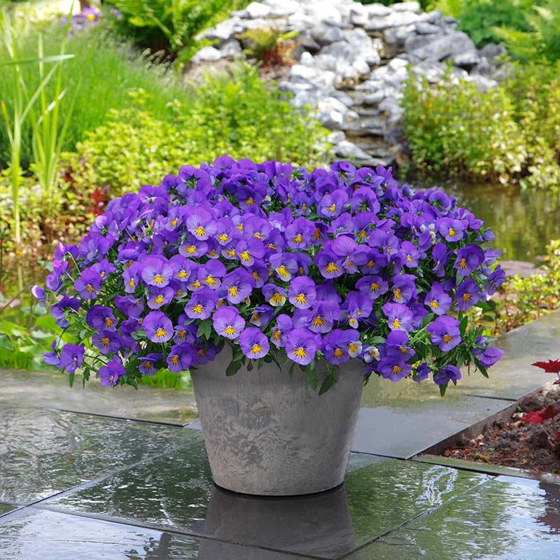 Pansy Cool Wave® Blue Skies Seed