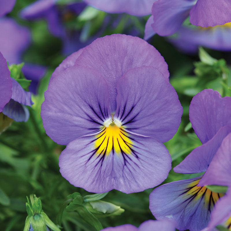 Pansy Cool Wave® Blue Skies Seed