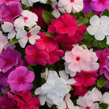 Vinca Valiant Mix F1 Seed