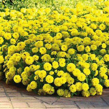 Zinnia Zahara Double Yellow Seed