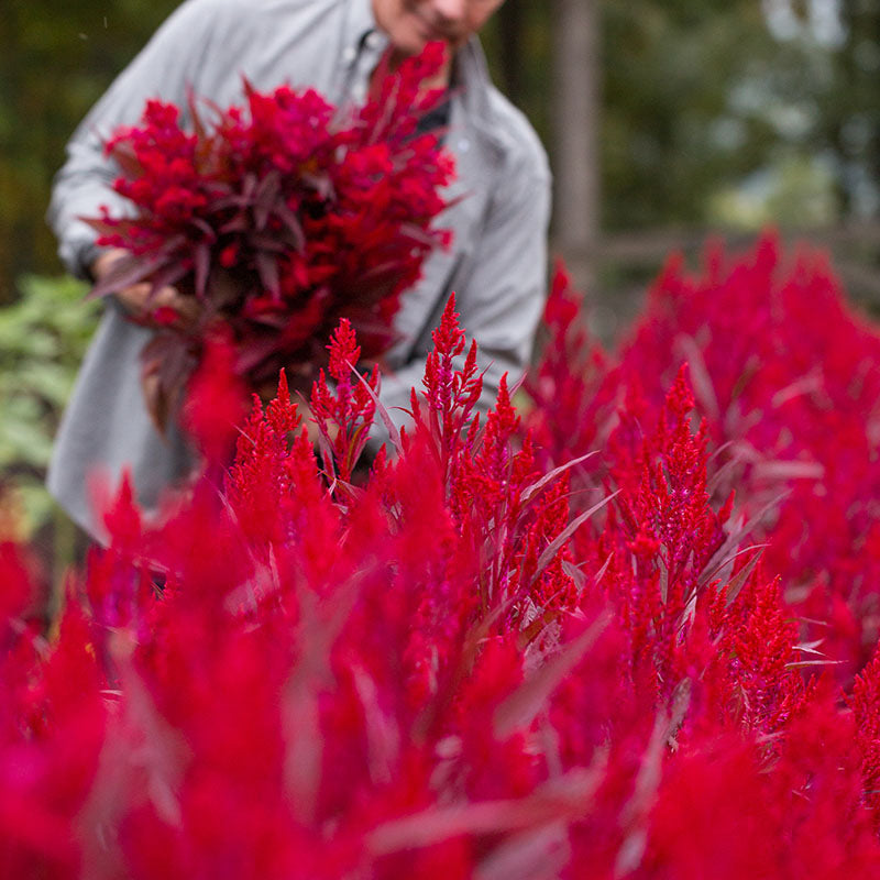 Red Celosia Dragon's Breath Seed