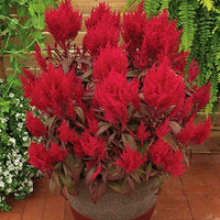 Red Celosia Dragon's Breath Seed