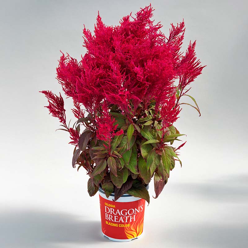 Red Celosia Dragon's Breath Seed