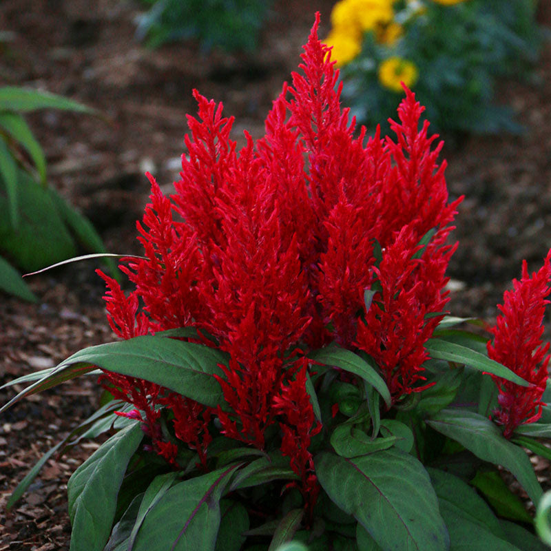 Red Celosia Dragon's Breath Seed