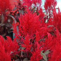 Red Celosia Dragon's Breath Seed