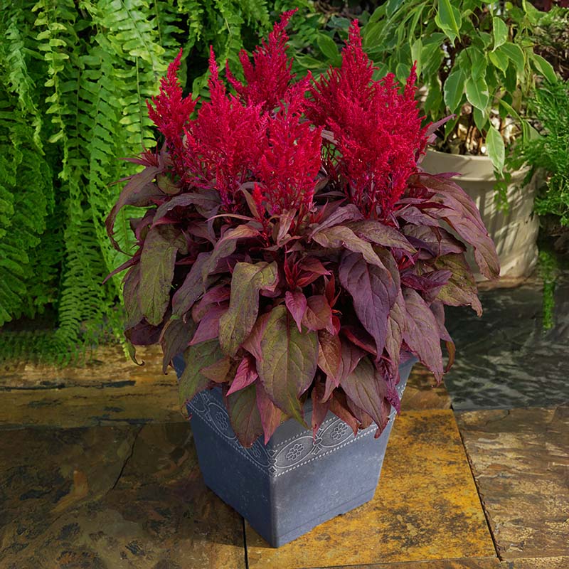 Red Celosia Dragon's Breath Seed