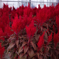 Red Celosia Dragon's Breath Seed