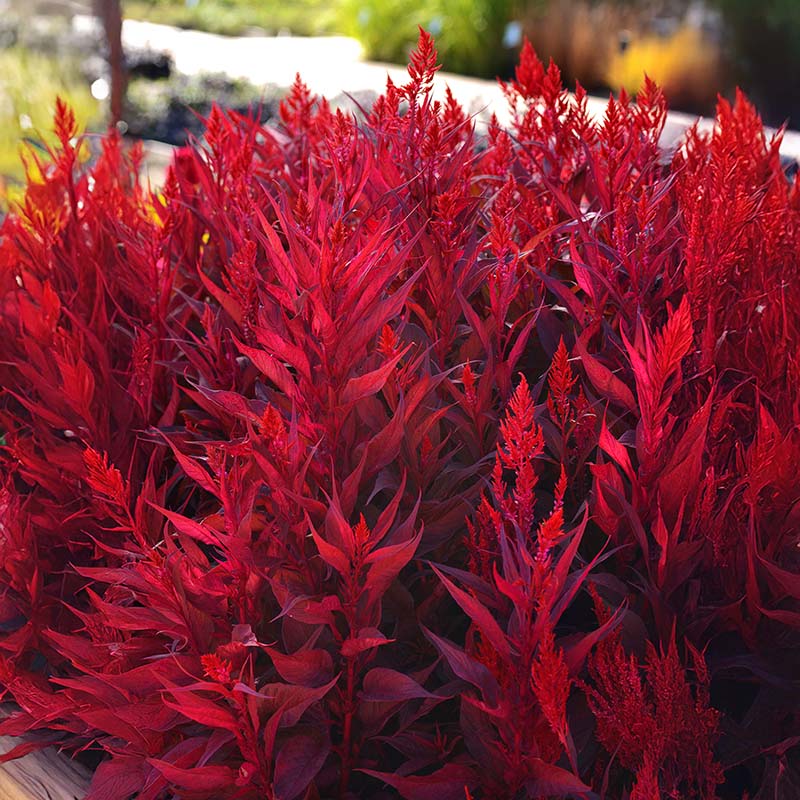 Red Celosia Dragon's Breath Seed