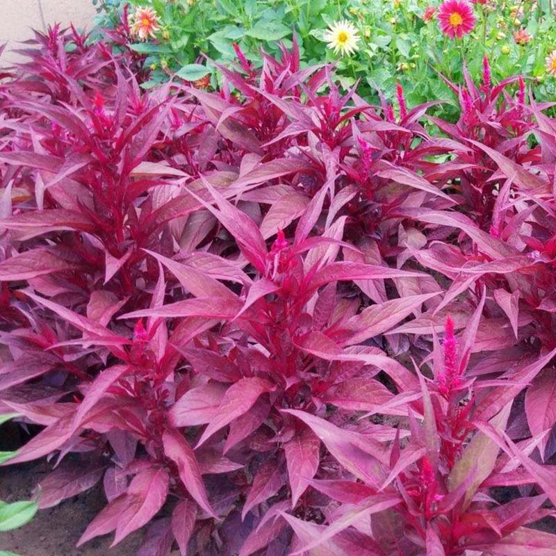 Red Celosia Dragon's Breath Seed