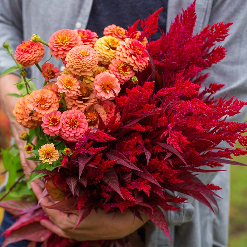 Red Celosia Dragon's Breath Seed