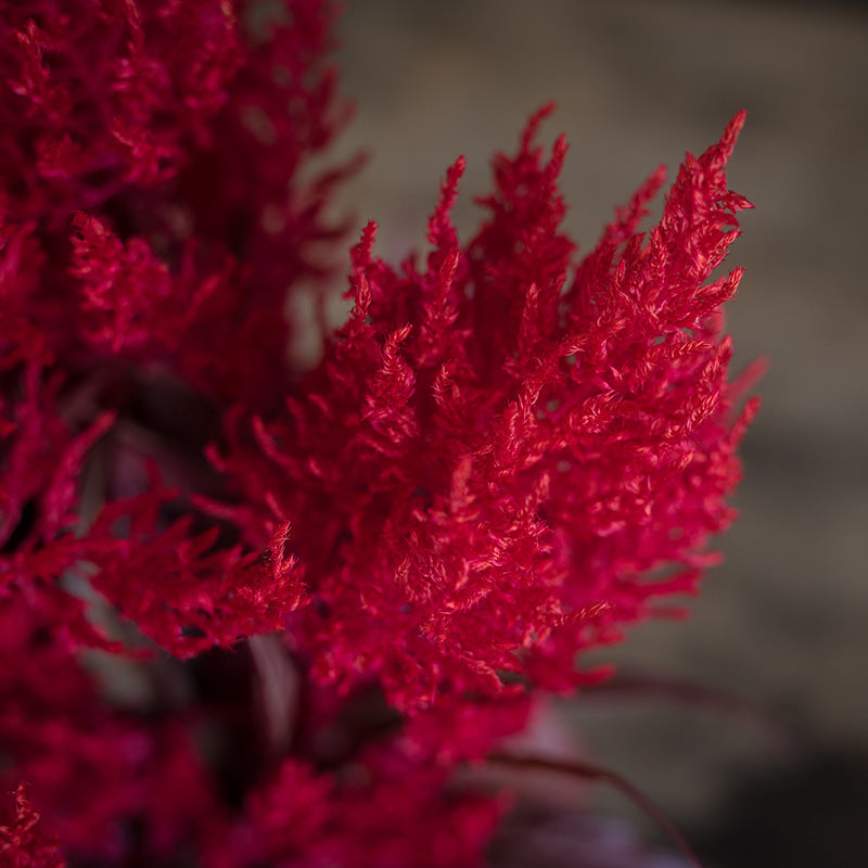 Red Celosia Dragon's Breath Seed