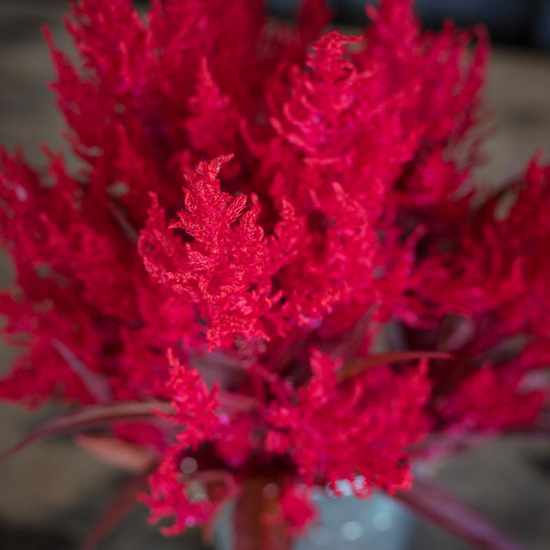 Red Celosia Dragon's Breath Seed