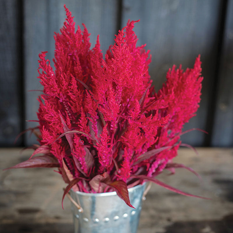 Red Celosia Dragon's Breath Seed