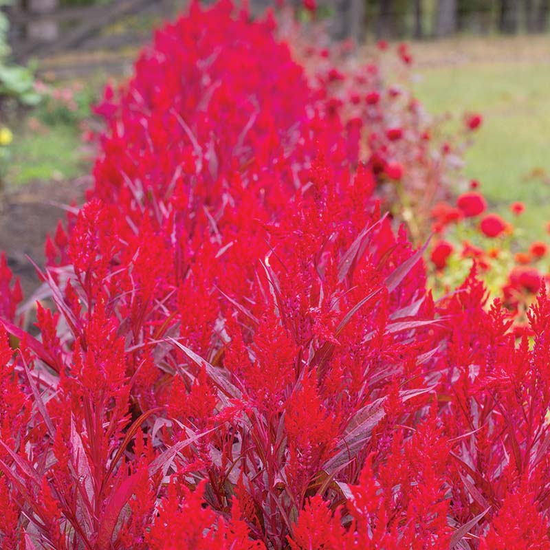 Red Celosia Dragon's Breath Seed