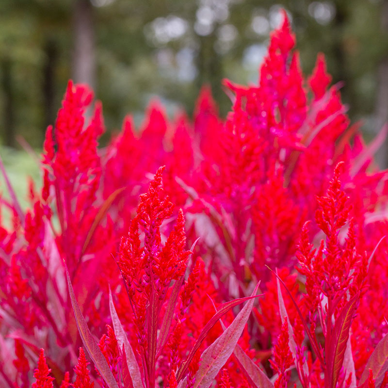 Red Celosia Dragon's Breath Seed