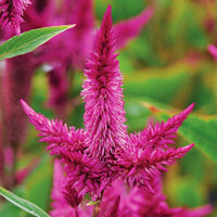 Celosia Celway Purple Seed