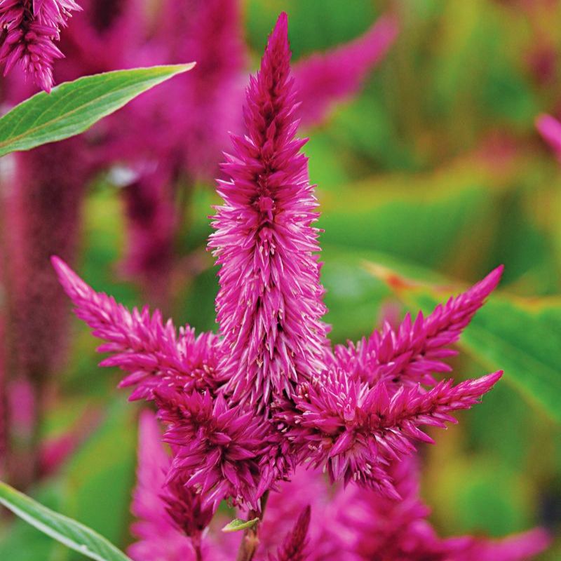 Celosia Celway Purple Seed