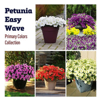 Petunia Easy Wave Primary Colors Collection F1 Seed