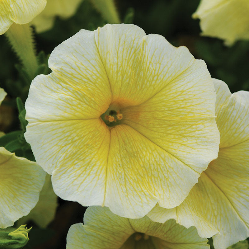 Petunia Easy Wave Primary Colors Collection F1 Seed