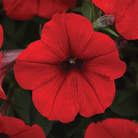 Petunia Easy Wave Primary Colors Collection F1 Seed