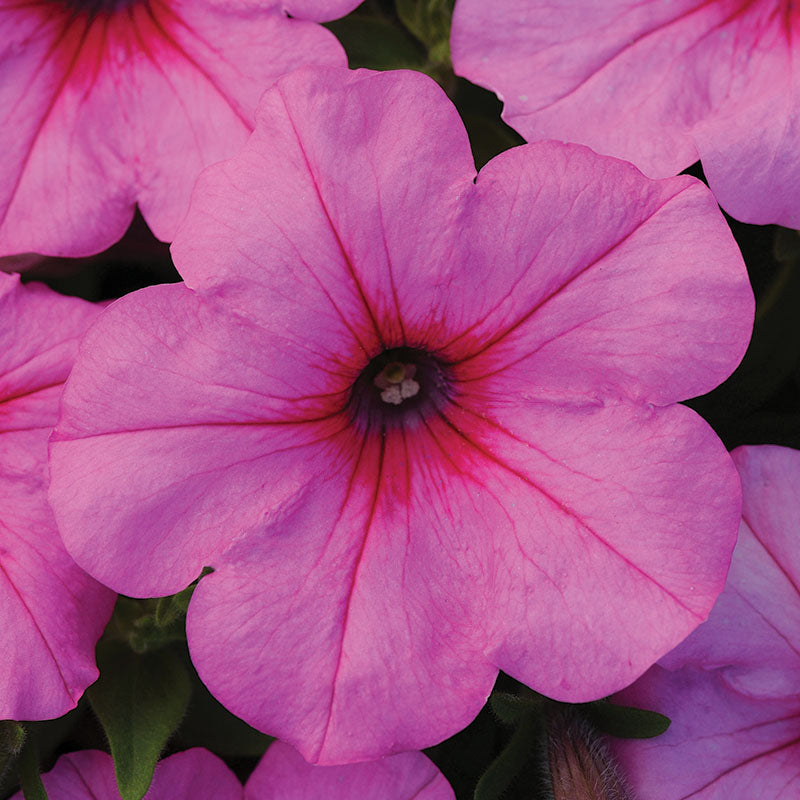 Petunia Easy Wave Primary Colors Collection F1 Seed