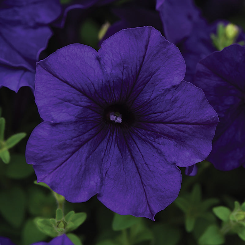 Petunia Easy Wave Primary Colors Collection F1 Seed