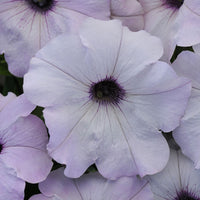 Petunia Easy Wave Novelty Collection F1 Seed