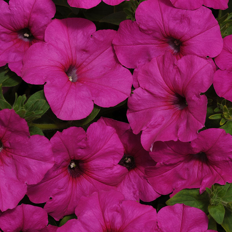 Petunia Easy Wave Novelty Collection F1 Seed