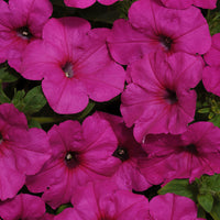 Petunia Easy Wave Novelty Collection F1 Seed