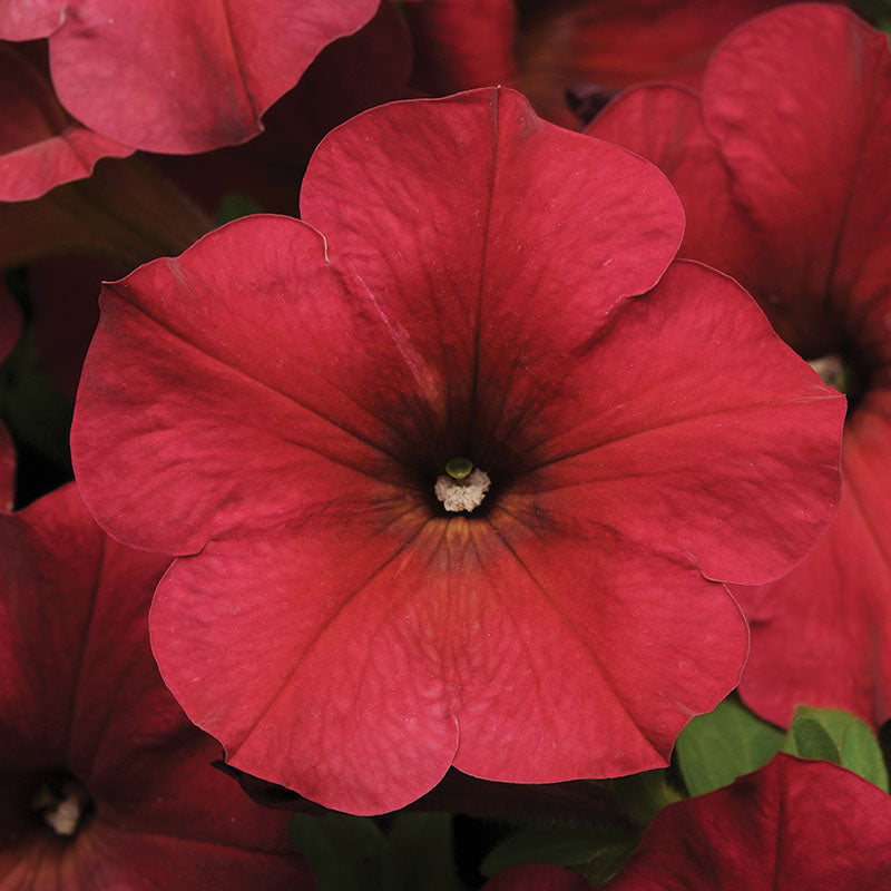 Petunia Easy Wave Novelty Collection F1 Seed