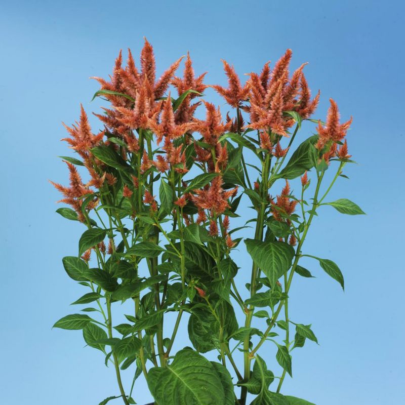 Celosia Celway Terracotta Seed