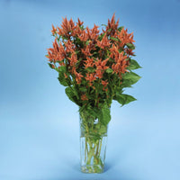 Celosia Celway Terracotta Seed